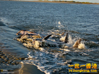 海豚集體嬉戲