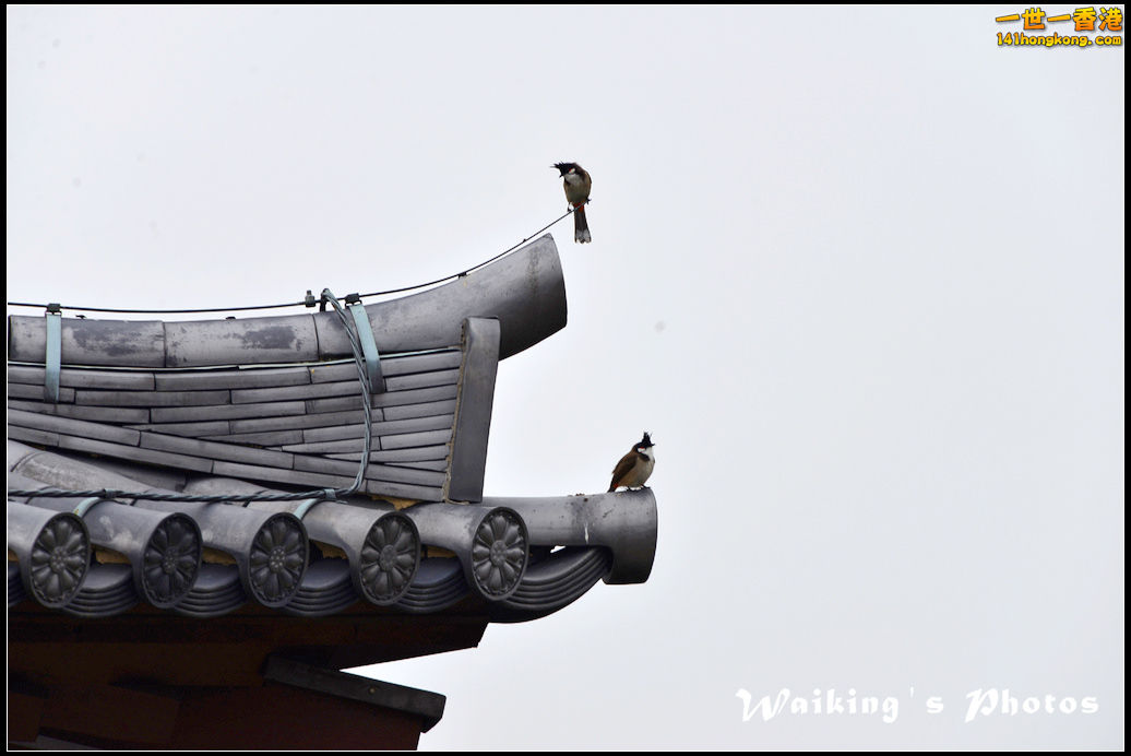 DSC_0774.jpg