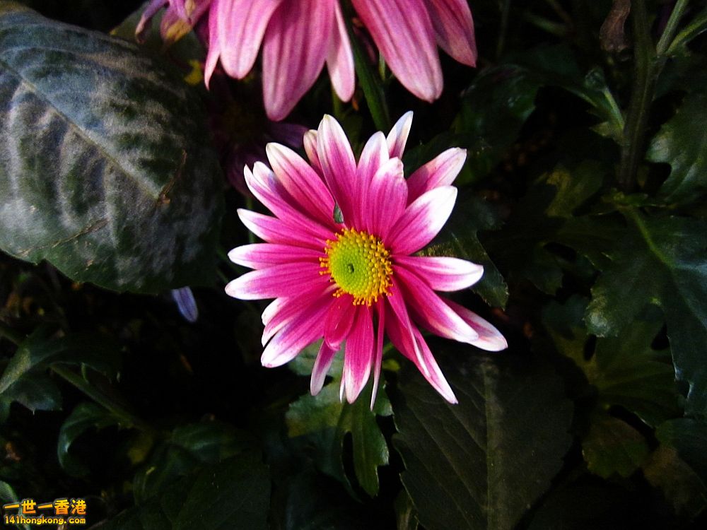 IMG_5762_conew1.jpg