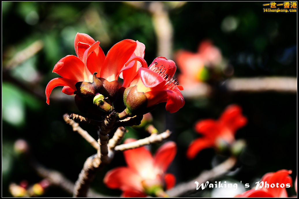 DSC_0091.jpg