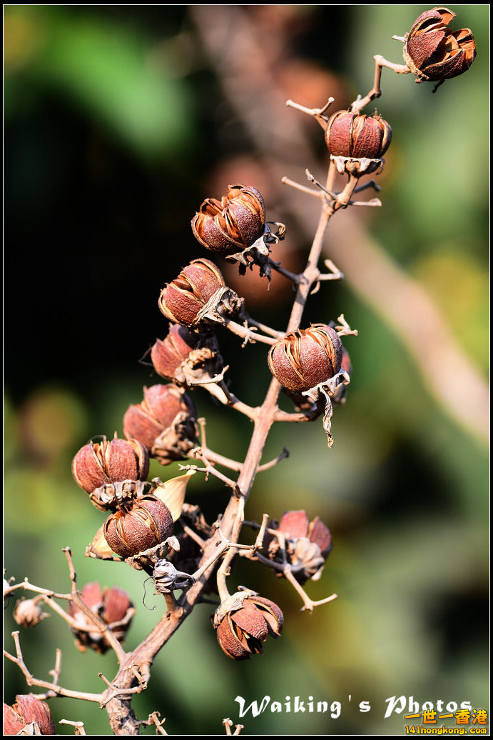 DSC_0294.jpg