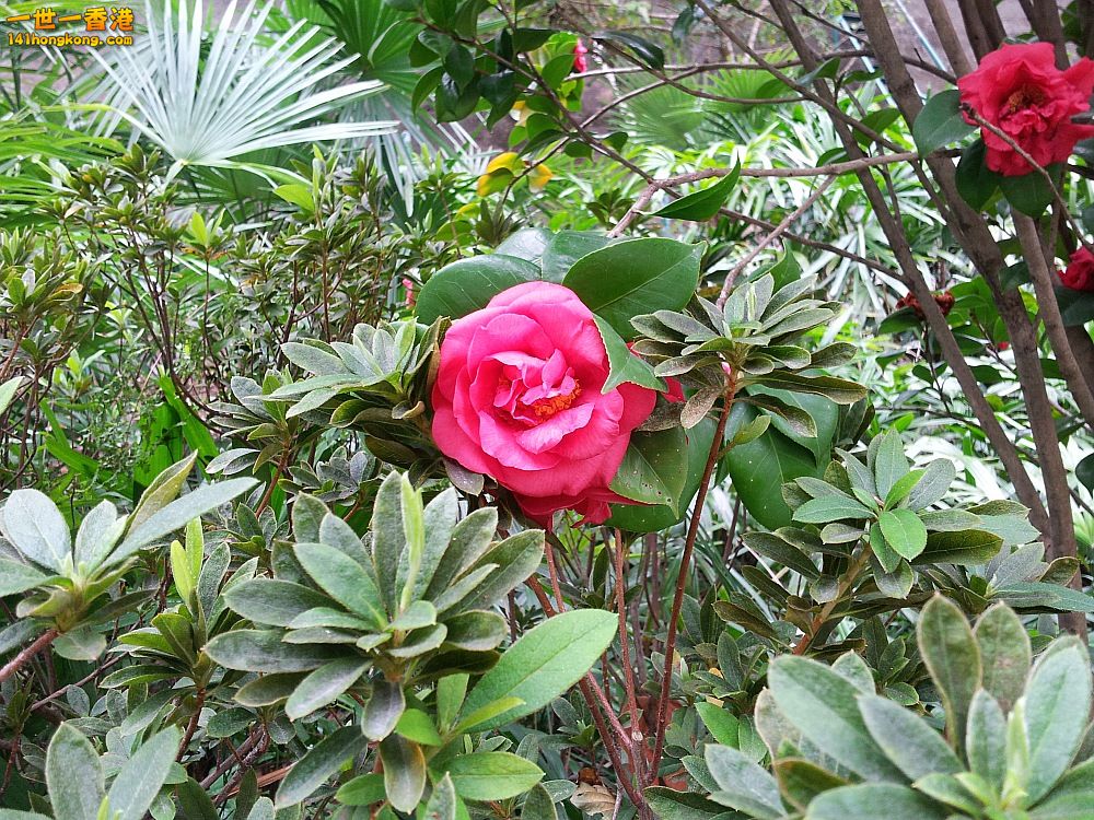 20130209_153700_conew1.jpg