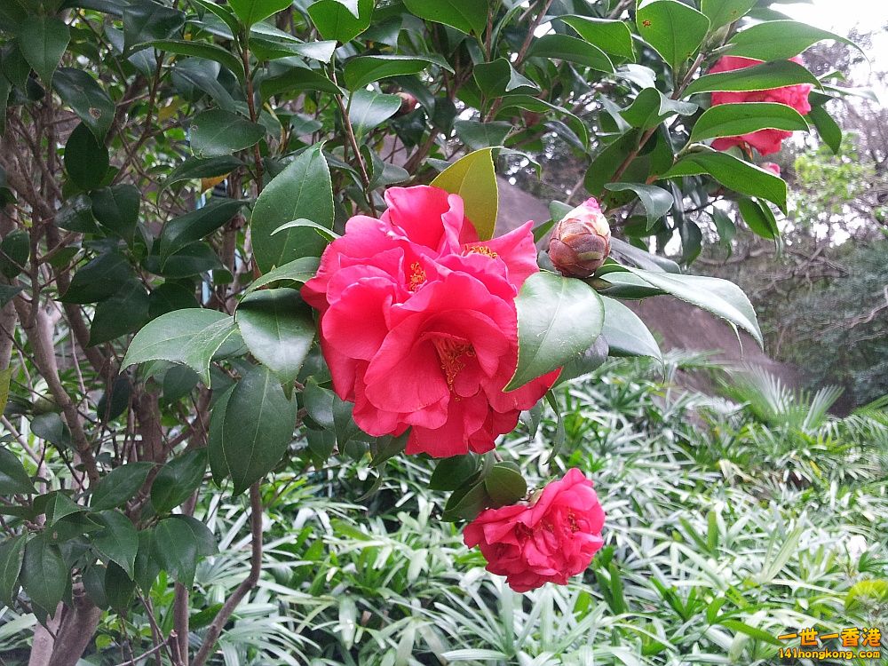 20130209_153720_conew1.jpg