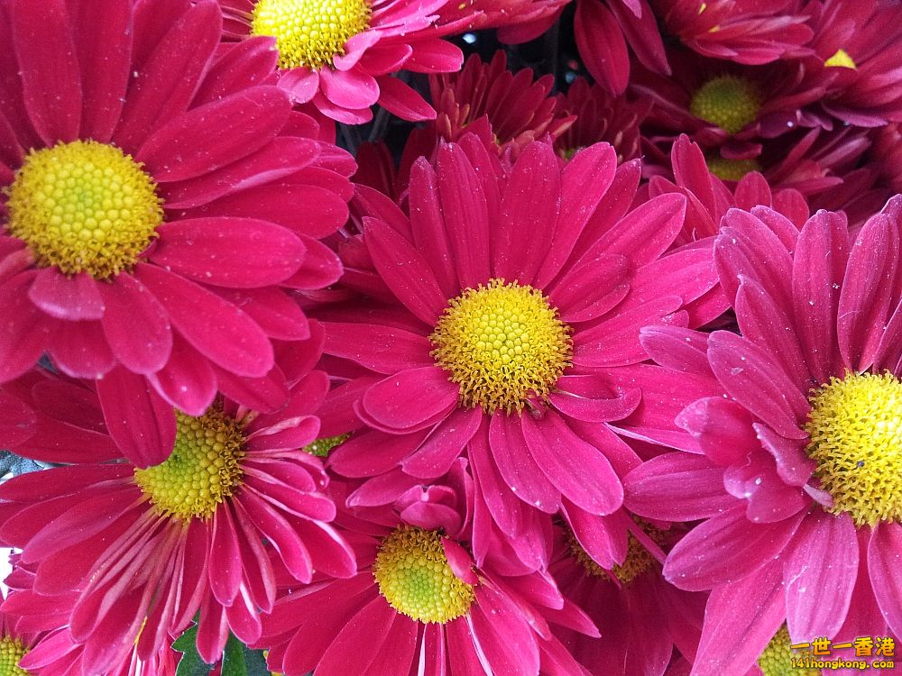 20130209_153959_conew1.jpg