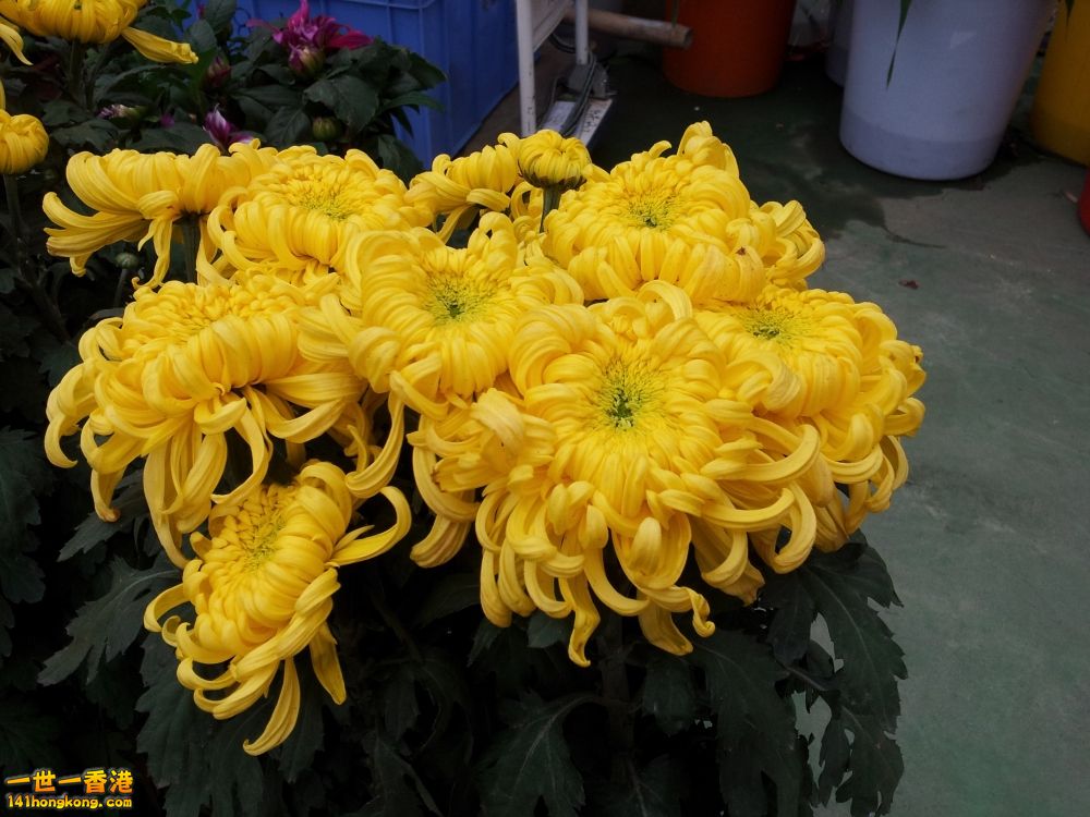 20130209_160453_conew1.jpg