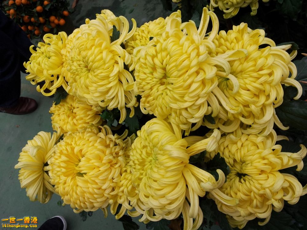 20130209_160821_conew1.jpg
