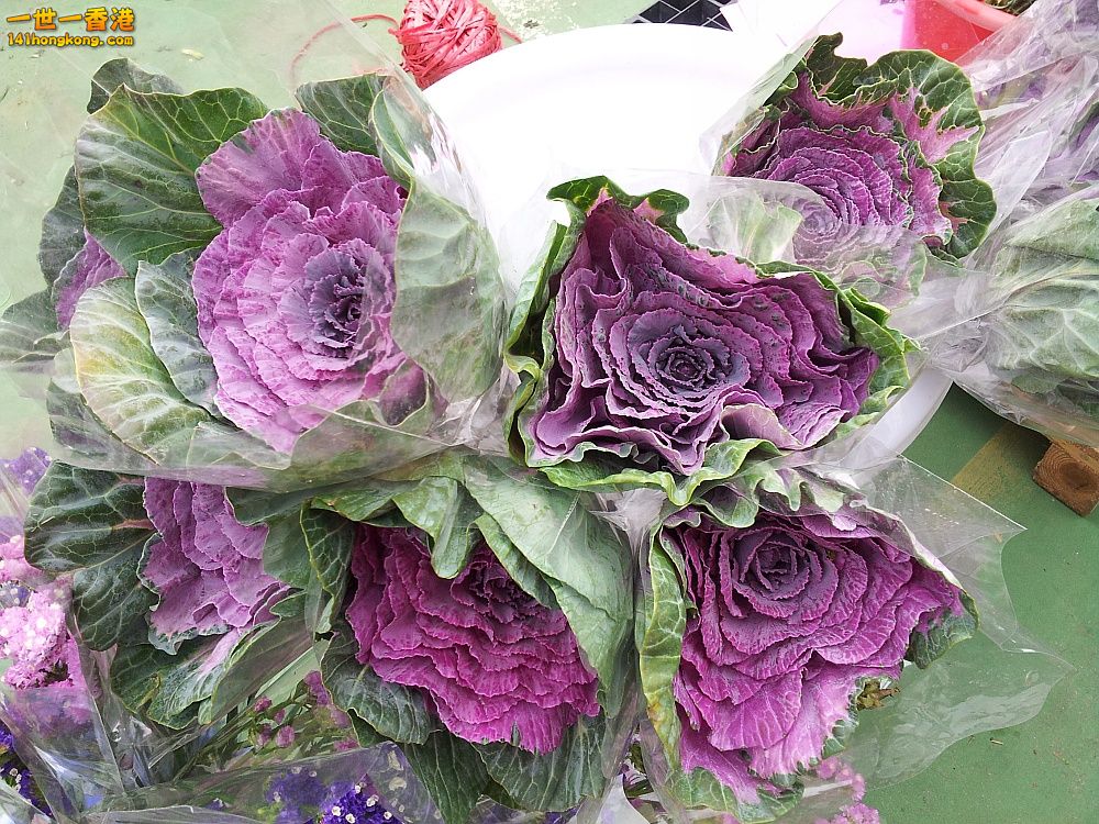 20130209_161151_conew1.jpg
