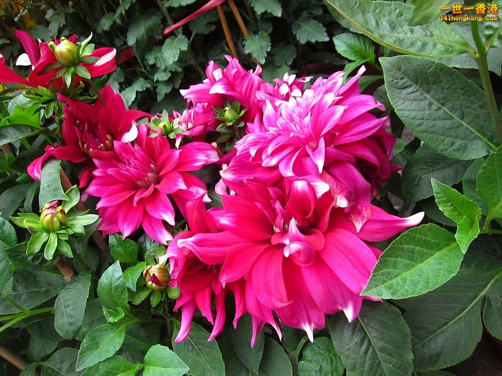 IMG_5425_conew1.jpg