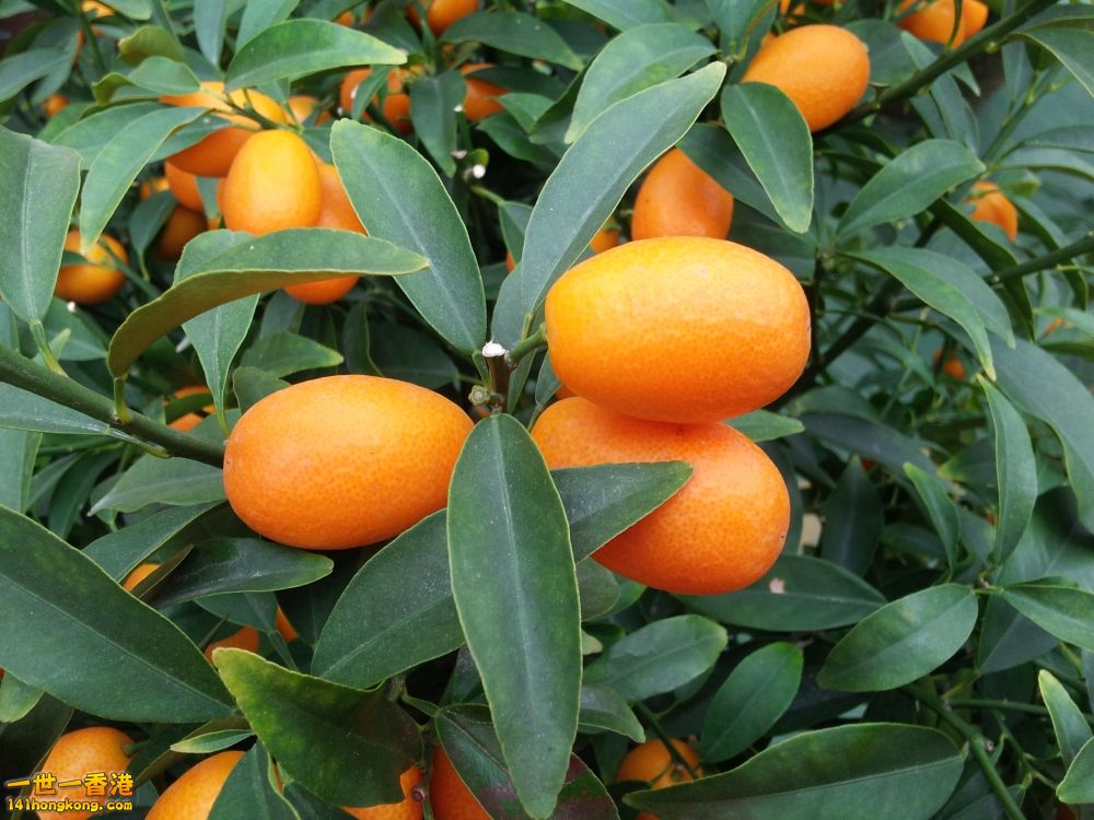 20130209_160800_conew1.jpg