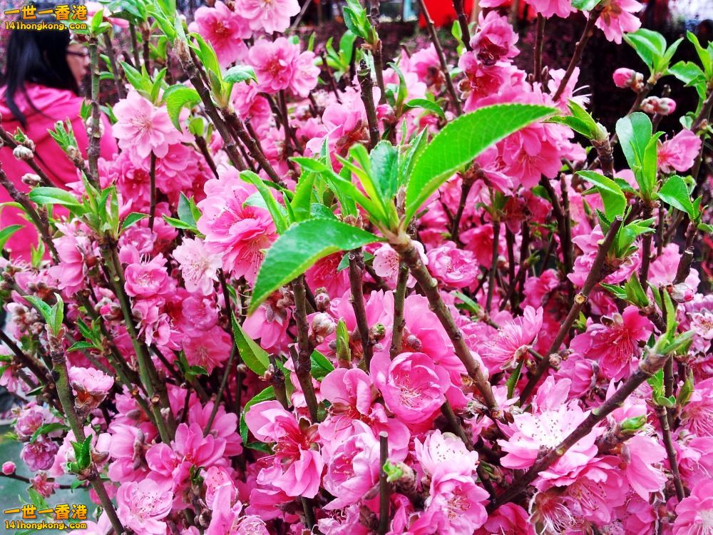我最中意桃花