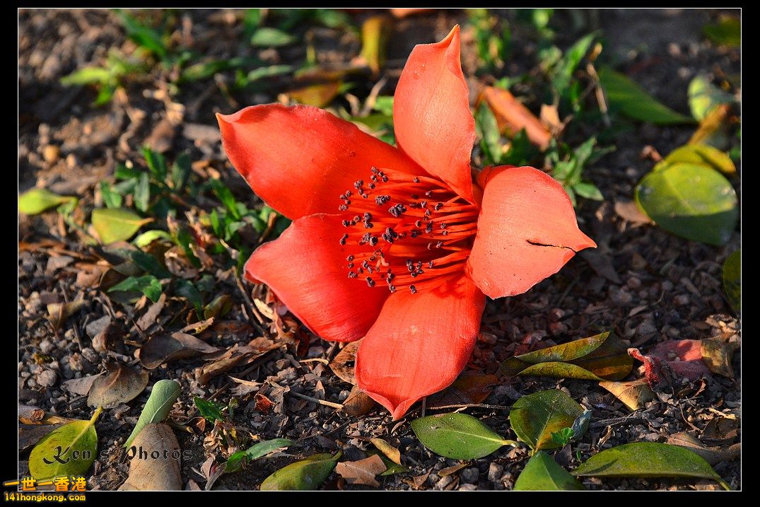 DSC_2050.jpg