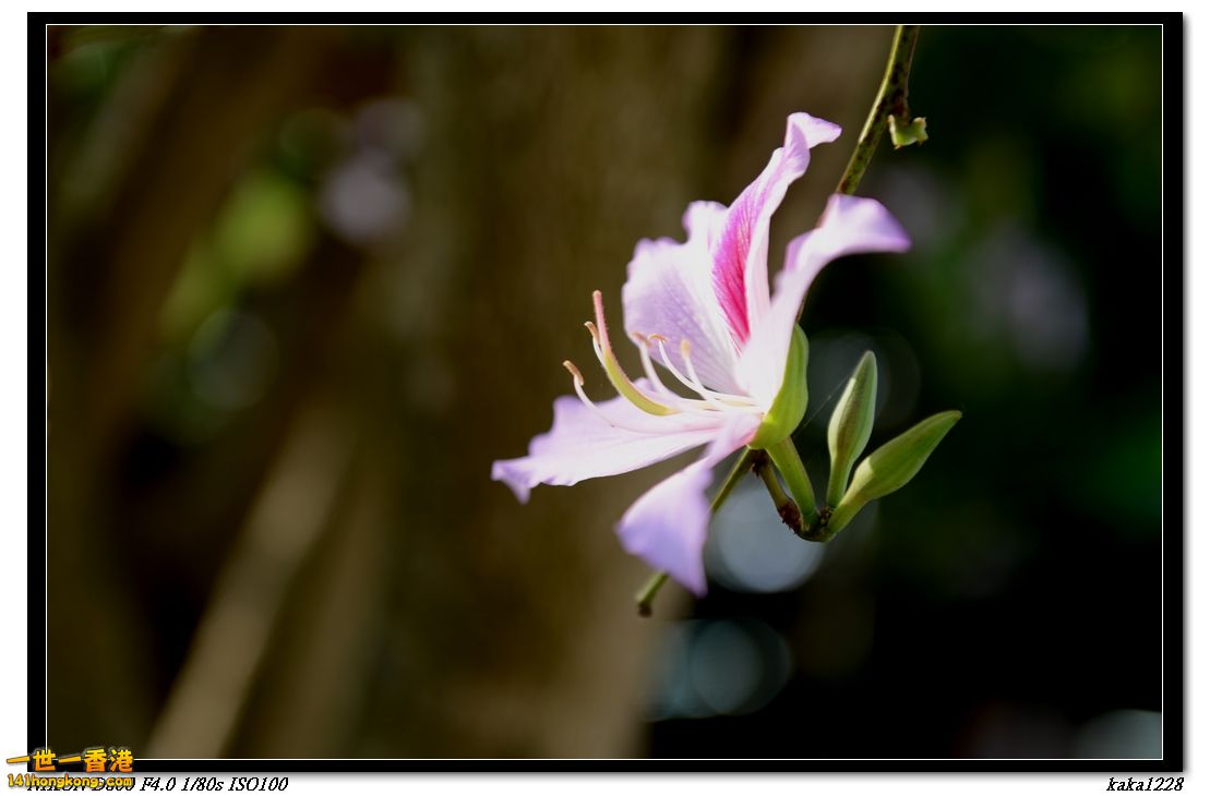 nEO_IMG_DSC_1268.jpg