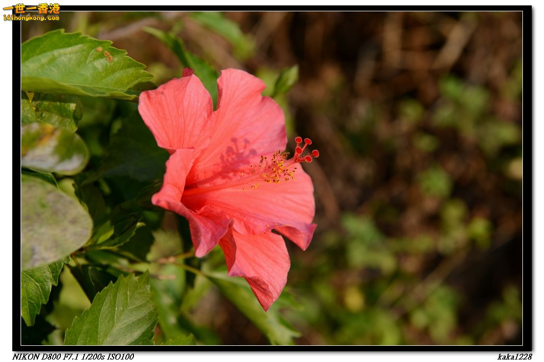 nEO_IMG_DSC_1294.jpg