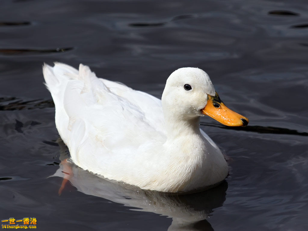 white-duck-water.jpg