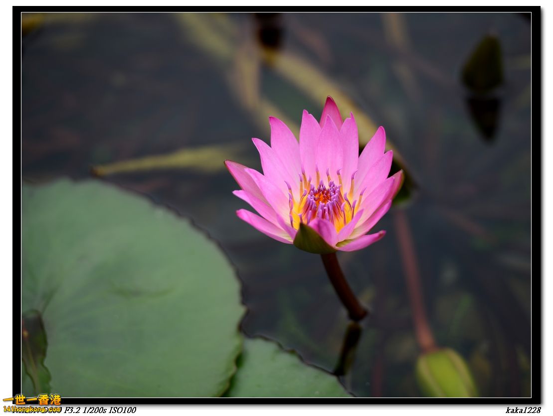 nEO_IMG_DSC_1440.jpg