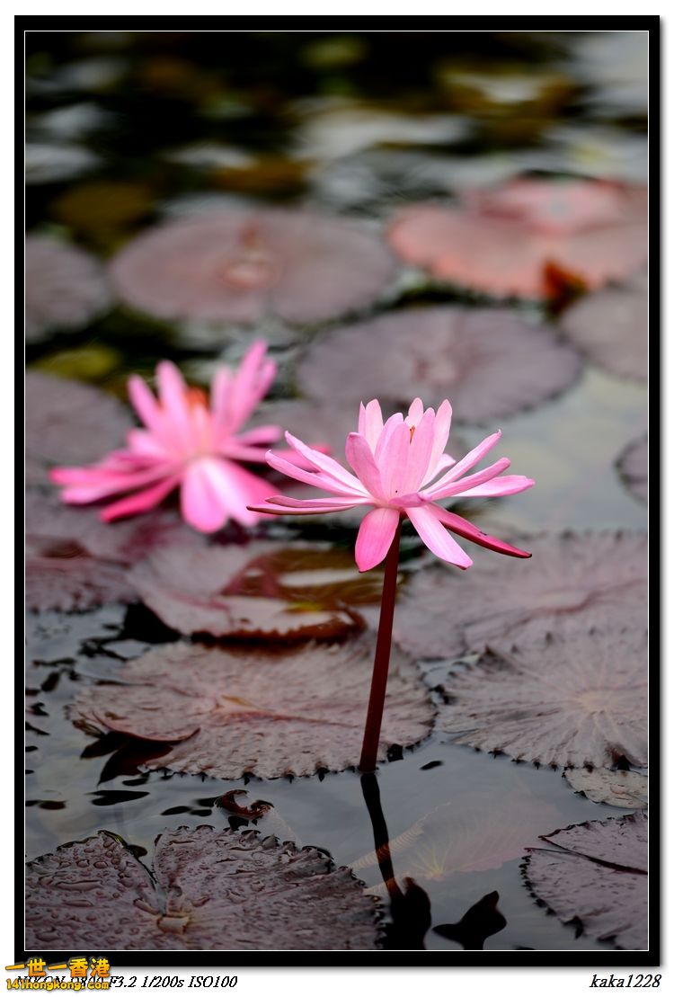 nEO_IMG_DSC_1448.jpg