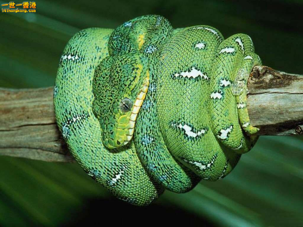 Green Tree Python-1.jpg