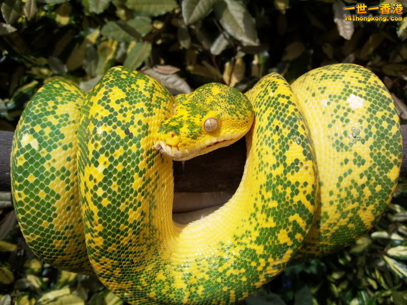 Green Tree Python-2.jpg