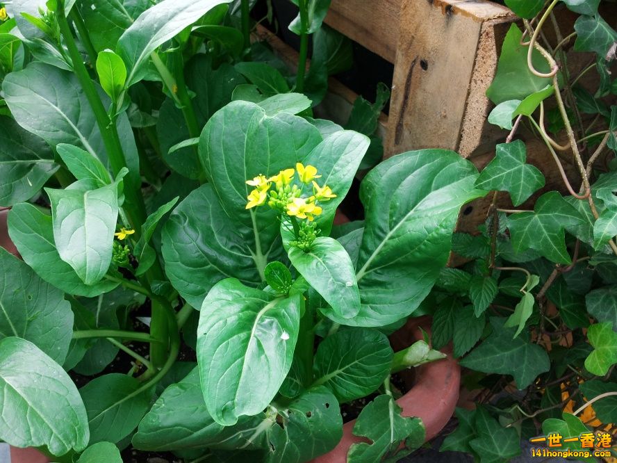 20130315_155006_conew1.jpg