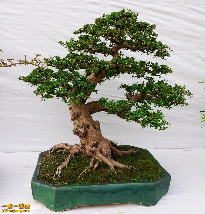 20130315_151529_conew1.jpg