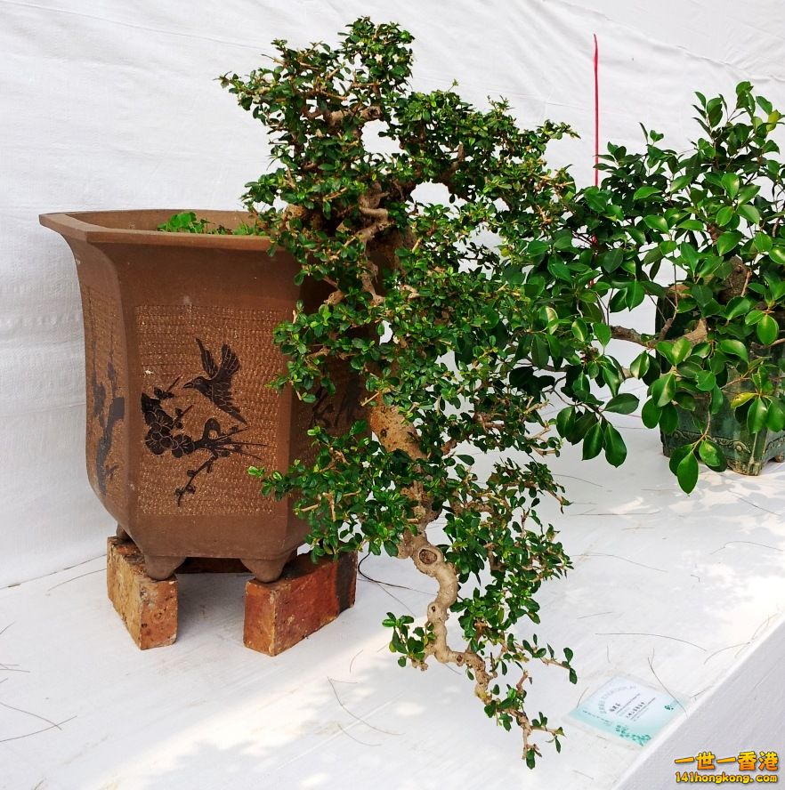 20130315_151843_conew1.jpg