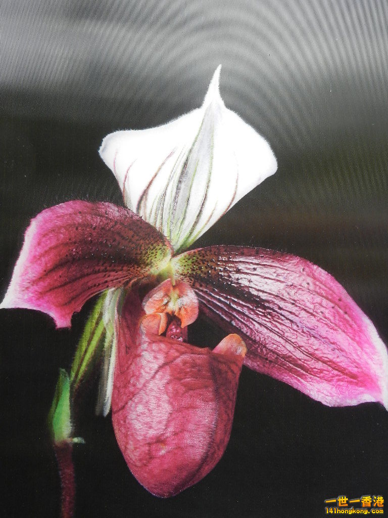 DSCN4127.JPG
