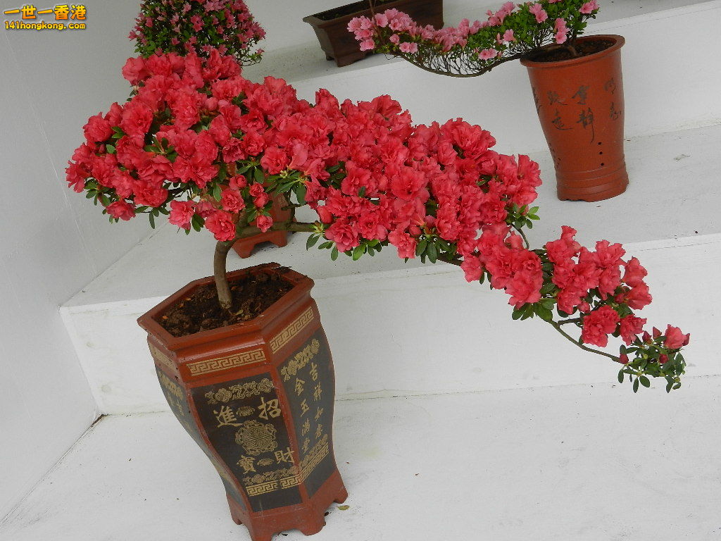 DSCN4132.JPG