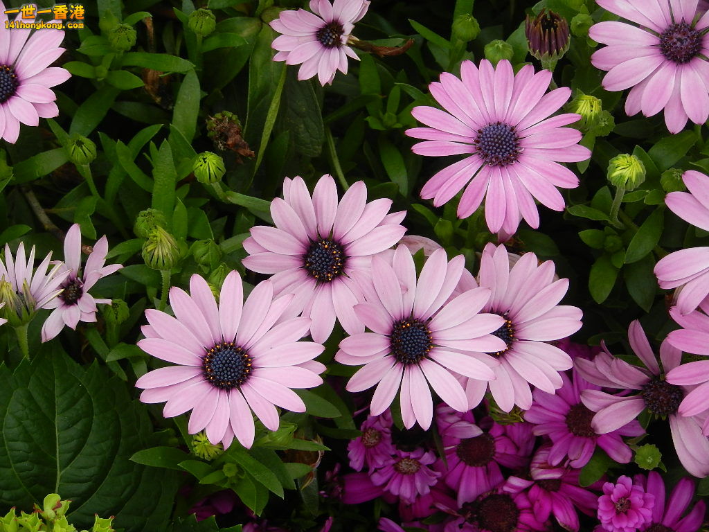 DSCN4136.JPG
