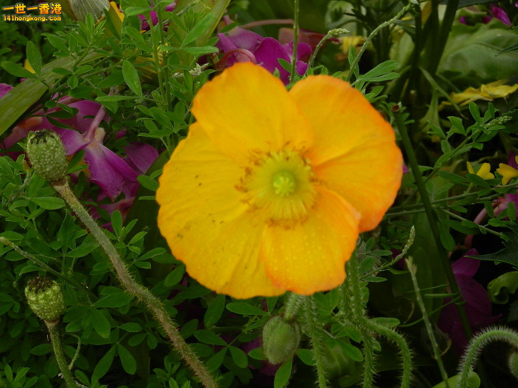 DSCN4137.JPG