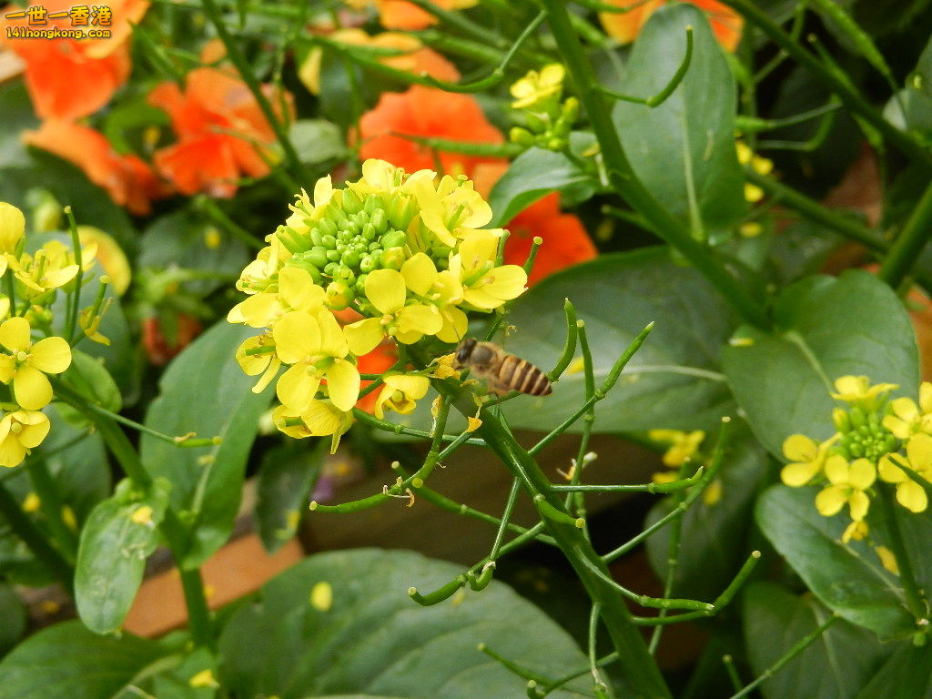 DSCN4243.JPG