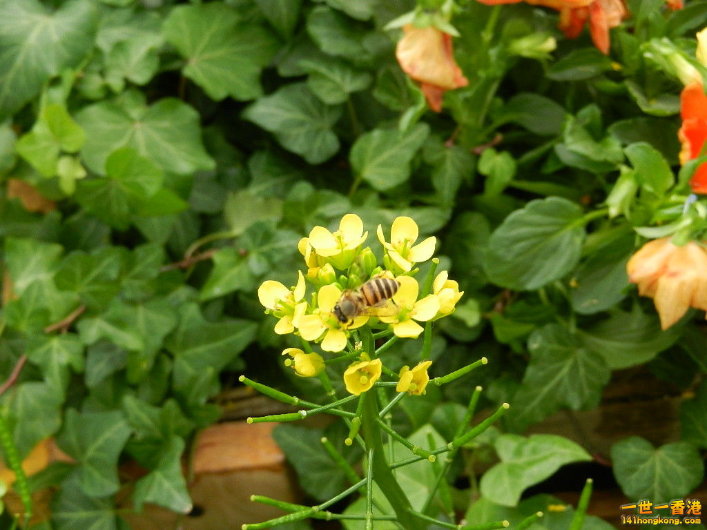 DSCN4247.JPG