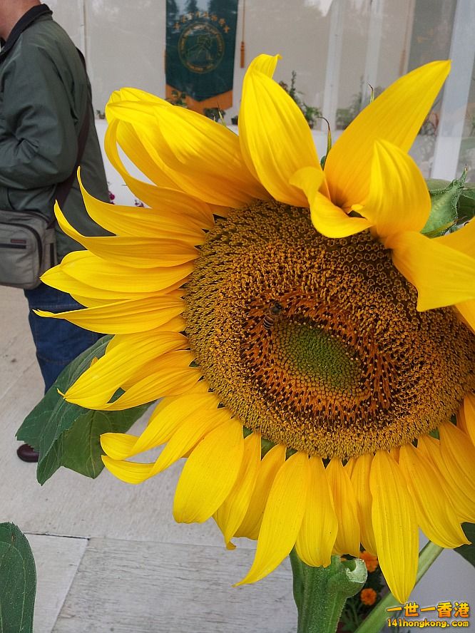 太陽花 (1).jpg