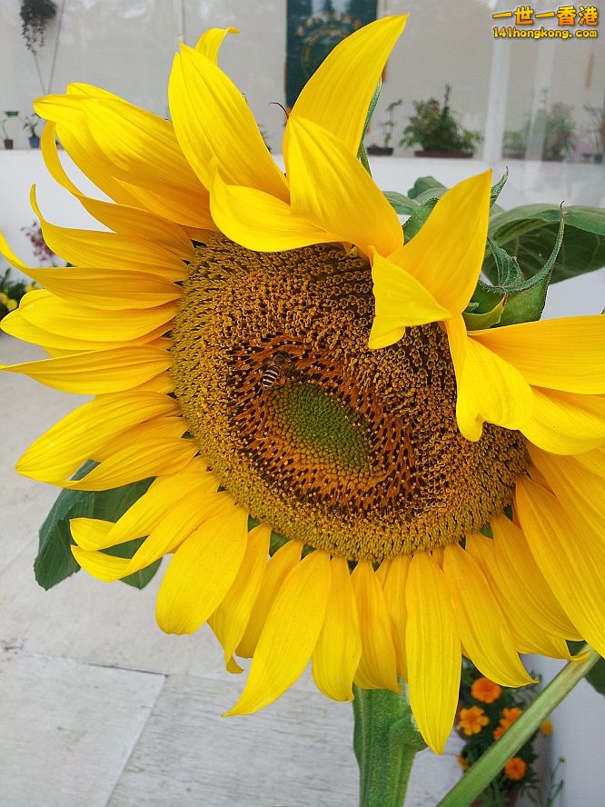 太陽花 (2).jpg