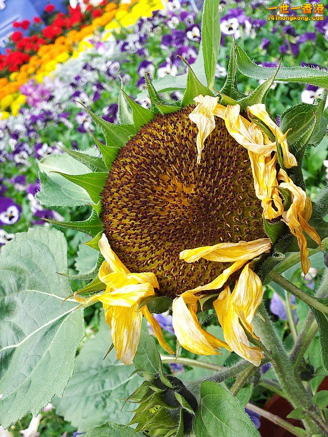 太陽花 (3).jpg
