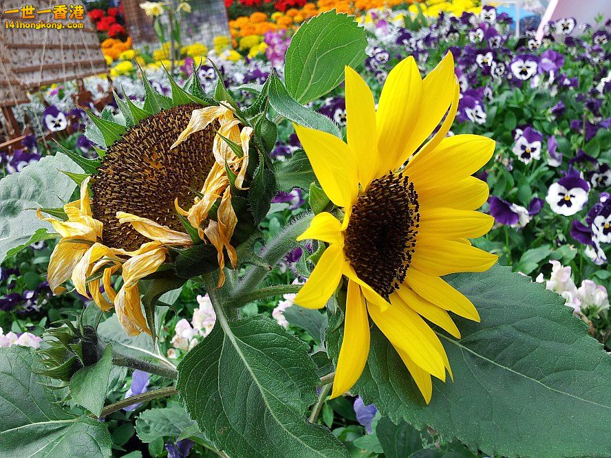 太陽花 (4).jpg