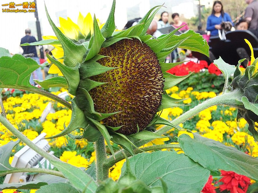 太陽花 (7).jpg
