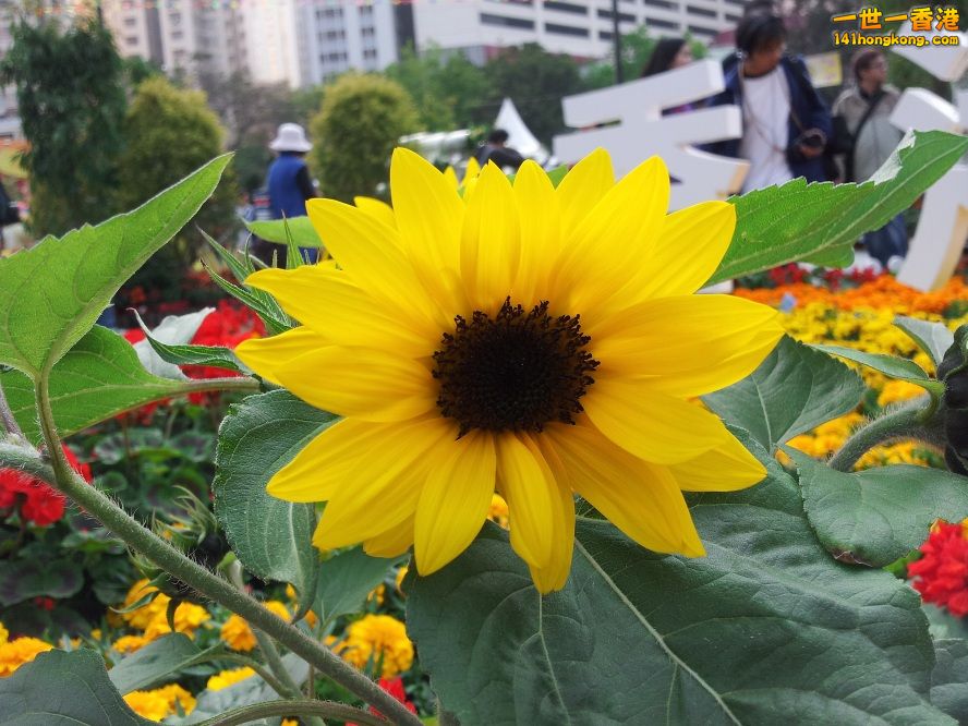 太陽花 (8).jpg