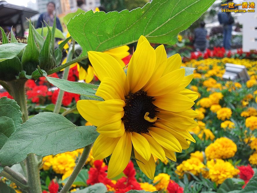 太陽花 (9).jpg