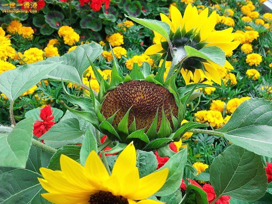 太陽花 (10).jpg