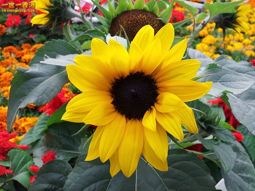 太陽花 (11).jpg