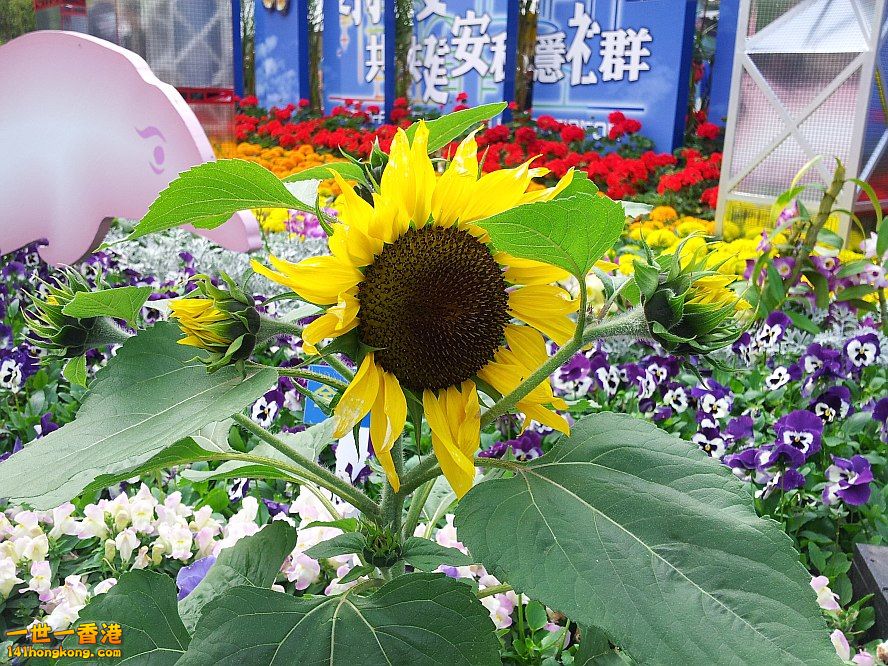 太陽花 (12).jpg