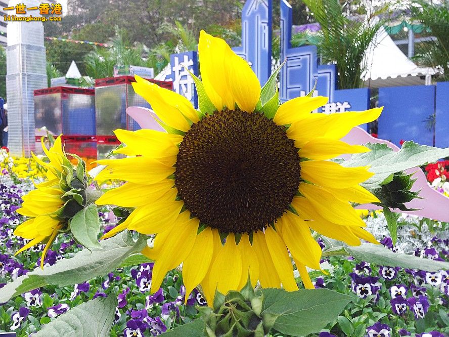 太陽花 (13).jpg