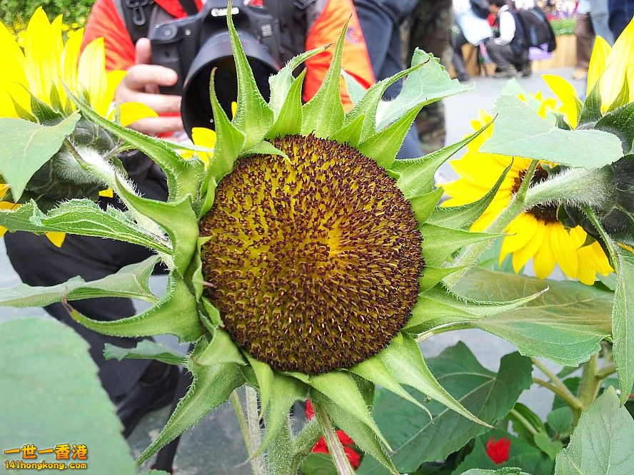 太陽花 (14).jpg