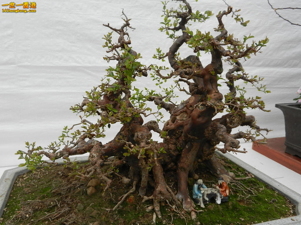 DSCN4148.JPG