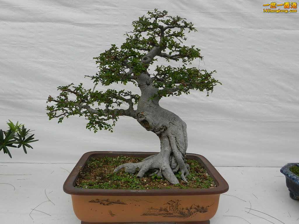 DSCN4153.JPG