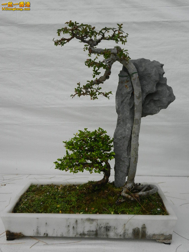 DSCN4154.JPG