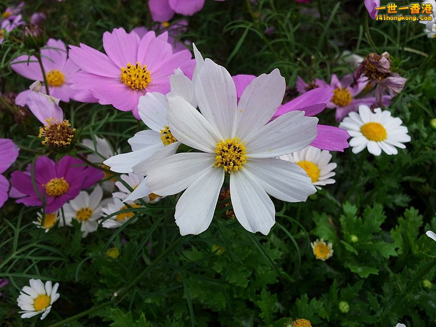 波斯菊 (5).jpg