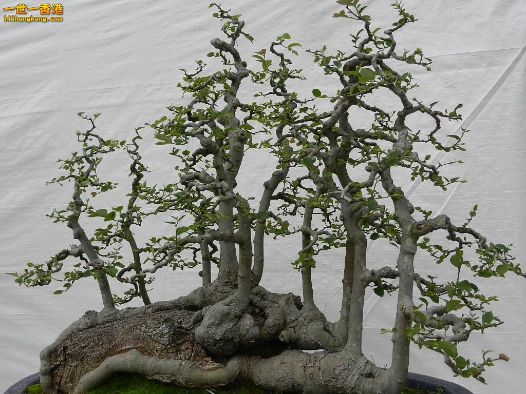 DSCN4155.JPG