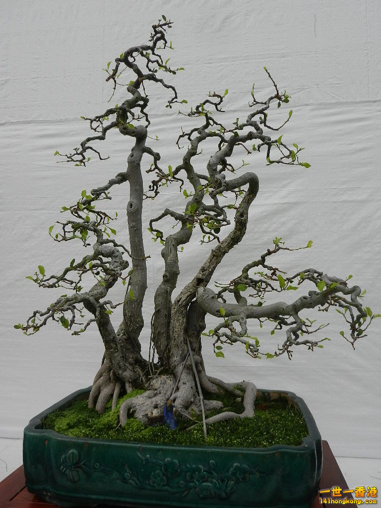 DSCN4156.JPG