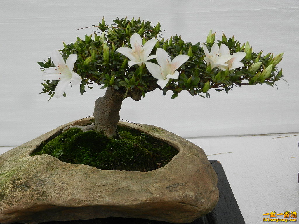 DSCN4157.JPG